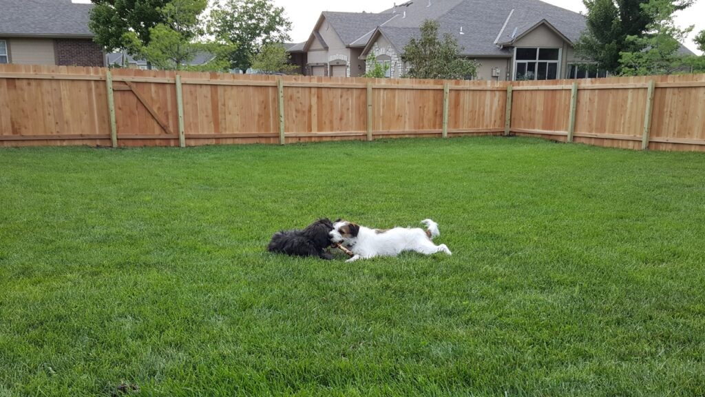 Two dogs playing on a green lawn enclosed by a newly installed wood privacy fence in a residential backyard.