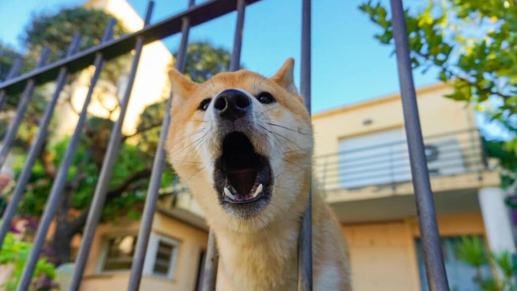 Close-up of a Shiba Inu dog barking through a metal fence, illustrating tips on how to keep a dog from digging under a fence.
